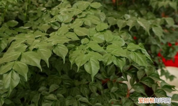 幸福树叶子卷曲下垂 幸福树叶子卷曲下垂原因及解决方法