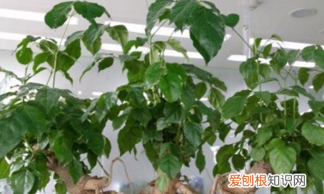 幸福树叶子卷曲下垂 幸福树叶子卷曲下垂原因及解决方法