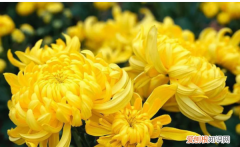 黄菊花和白菊花的区别 黄菊花和白菊花的区别是什么