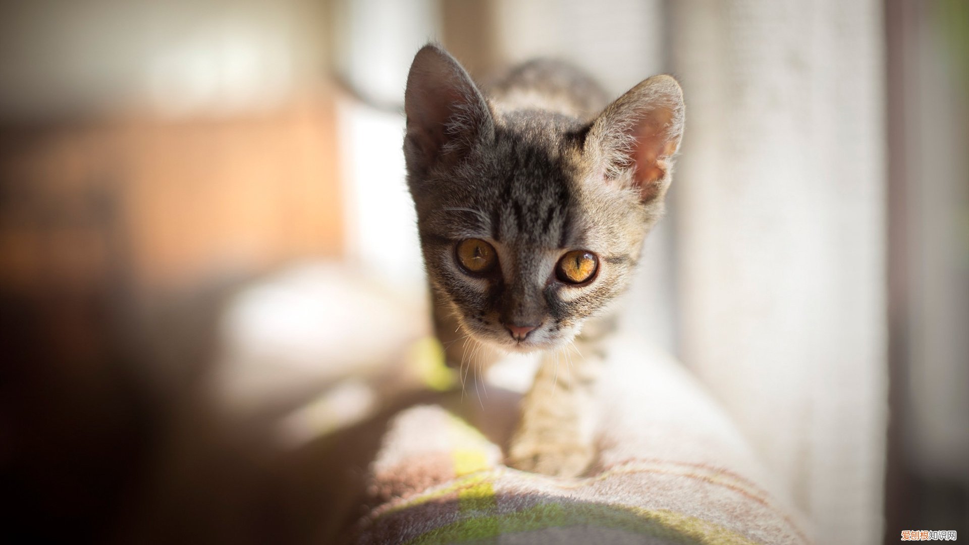 心肌缺血的十大症状 心肌缺血症状