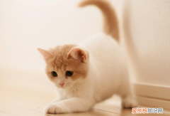 为什么花纹为三色的猫大多数都是母猫 花纹为三色的猫大多数都是母猫与什么有关系