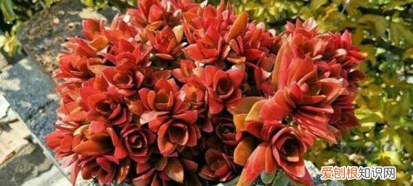 多肉植物火祭怎么养 多肉植物火祭如何养