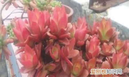 多肉植物火祭怎么养 多肉植物火祭如何养