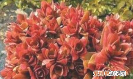 多肉植物火祭怎么养 多肉植物火祭如何养