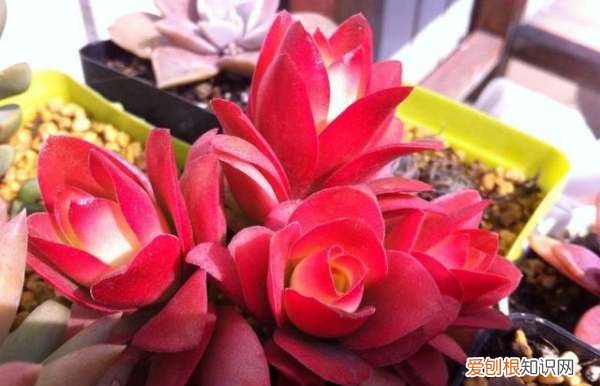 多肉植物火祭怎么养 多肉植物火祭如何养