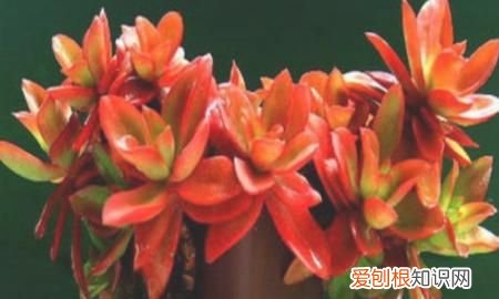 多肉植物火祭怎么养 多肉植物火祭如何养