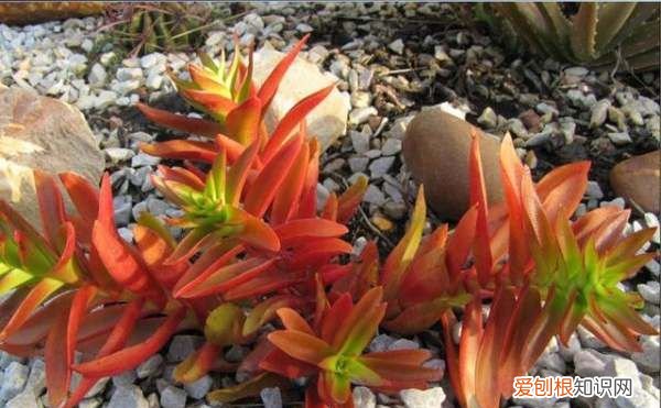 多肉植物火祭怎么养 多肉植物火祭如何养