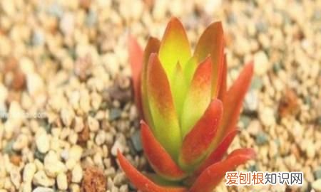 多肉植物火祭怎么养 多肉植物火祭如何养
