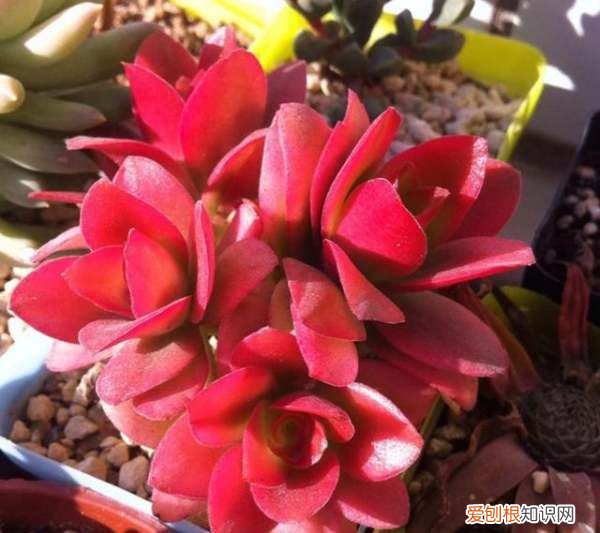 多肉植物火祭怎么养 多肉植物火祭如何养
