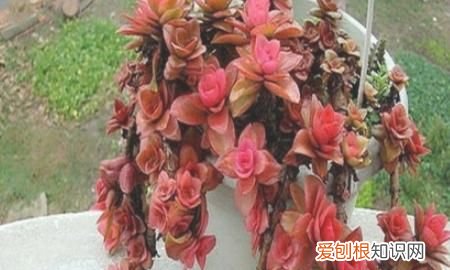 多肉植物火祭怎么养 多肉植物火祭如何养