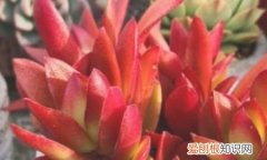 多肉植物火祭怎么养 多肉植物火祭如何养