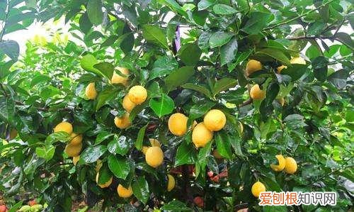 柠檬树掉叶子怎么挽救 柠檬树掉叶子如何挽救