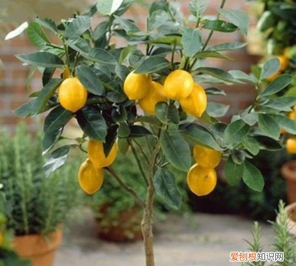 柠檬树掉叶子怎么挽救 柠檬树掉叶子如何挽救
