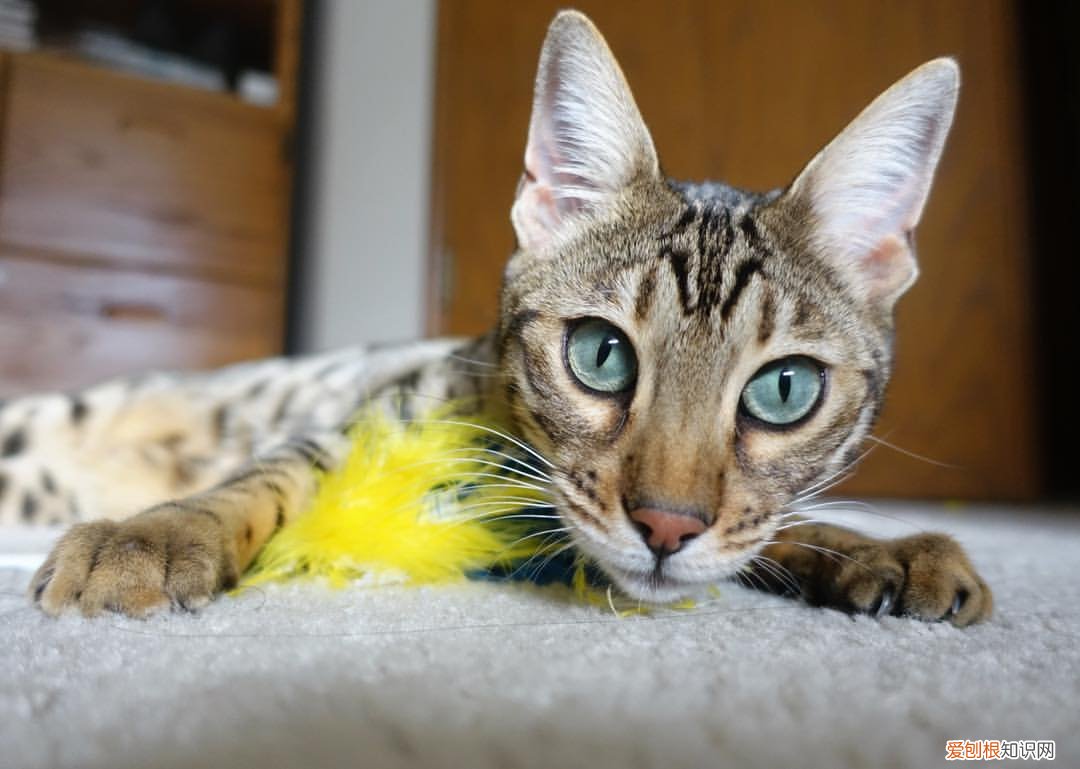 天猫积分怎么使用？ 天猫积分怎么用