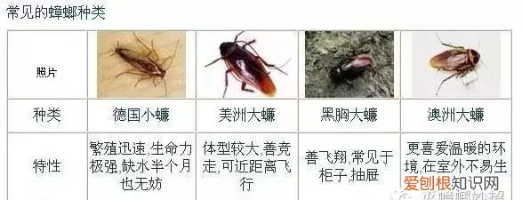 蟑螂最开始是怎么来到家里 蟑螂到底爱吃什么