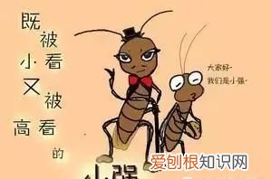蟑螂最开始是怎么来到家里 蟑螂到底爱吃什么
