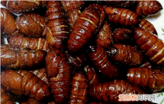 蚕蛹里面一条硬的东西是什么 蚕蛹里面一条硬的东西介绍