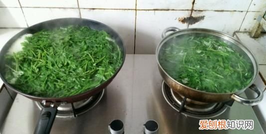 艾草怎么煮颜色更绿，艾叶水怎么煮 如何煮艾叶水