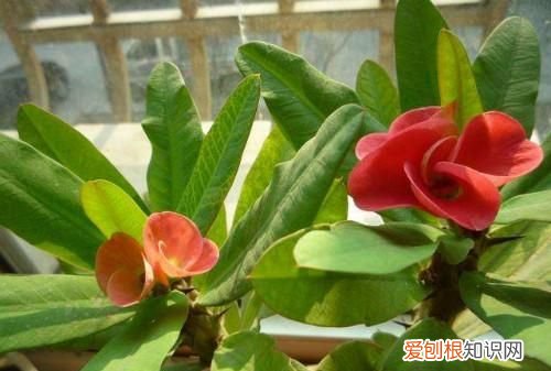 刺梅叶子发黄怎么回事 刺梅叶子发黄是什么原因