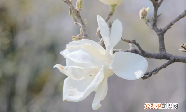 白兰花地栽还是盆栽好，白玉兰能盆栽 能不能盆栽养白玉兰