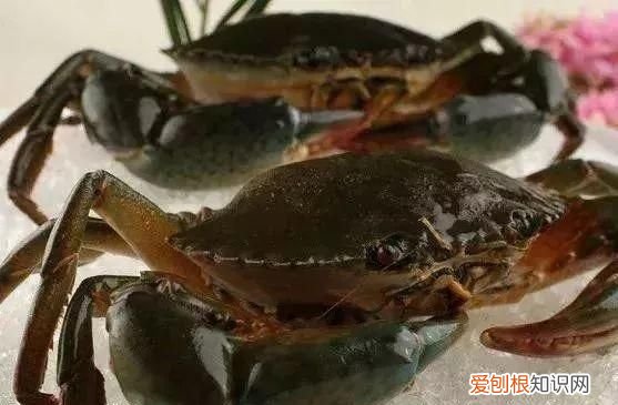 100种必吃的海鲜是什么 常吃的海鲜名字