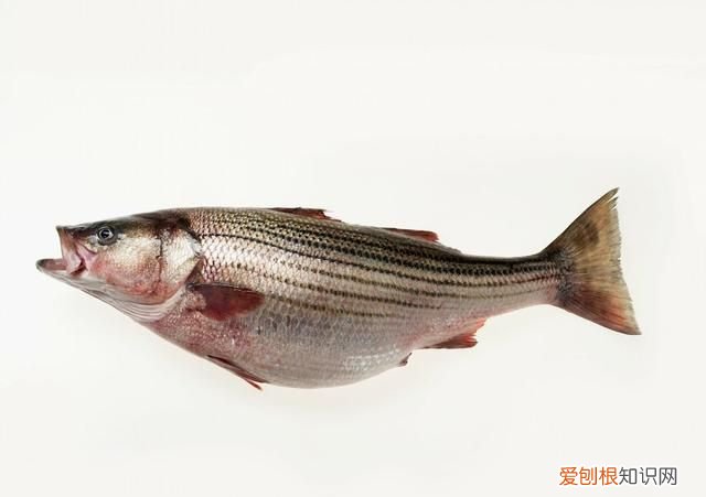 超市卖的活鲈鱼是淡水鱼还是海鱼