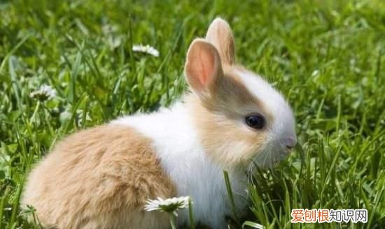 小兔子一天喂多少食物，兔子一天要吃多少东西