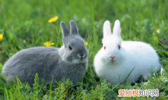 小兔子一天喂多少食物，兔子一天要吃多少东西