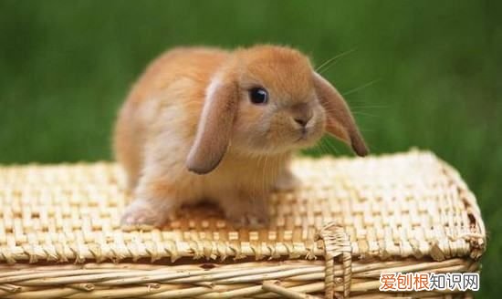 小兔子一天喂多少食物，兔子一天要吃多少东西
