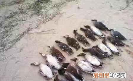 鸟类中的猛禽有哪些 最重的雁鹅类鸟