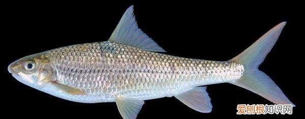 虫虫鱼怎么做好吃，清蒸虫虫鱼的做法