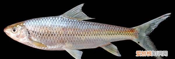 虫虫鱼怎么做好吃，清蒸虫虫鱼的做法