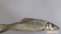 虫虫鱼怎么做好吃，清蒸虫虫鱼的做法