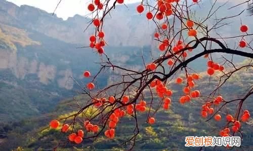 文“话”陇南︱天凉咧,撕一个泛红透亮、柿霜洁白的柿饼吃吧~~