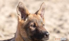 军犬对比护卫犬战斗力完爆藏獒,军犬和护卫犬打架哪个厉害