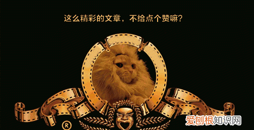 军犬对比护卫犬战斗力完爆藏獒,军犬和护卫犬打架哪个厉害