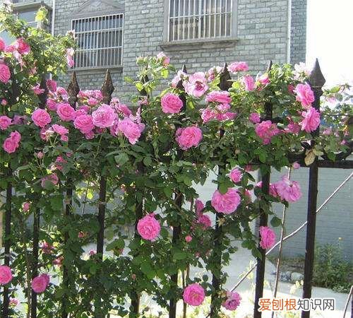 球兰花怎样搭架子好看，怎么在花盆里搭架子方便之物攀爬