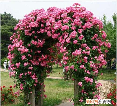 球兰花怎样搭架子好看，怎么在花盆里搭架子方便之物攀爬