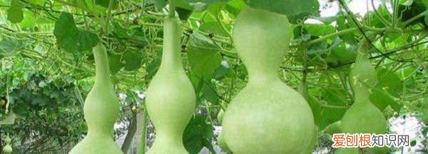 球兰花怎样搭架子好看，怎么在花盆里搭架子方便之物攀爬