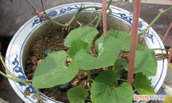 球兰花怎样搭架子好看，怎么在花盆里搭架子方便之物攀爬