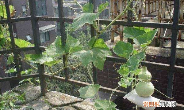 球兰花怎样搭架子好看，怎么在花盆里搭架子方便之物攀爬