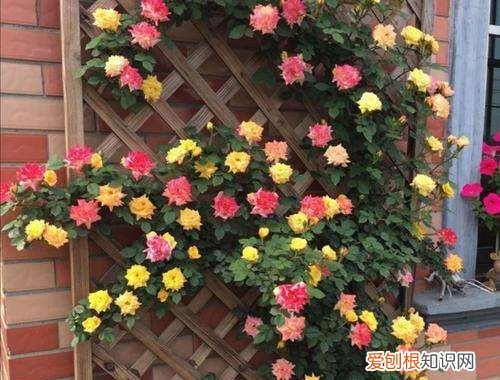 球兰花怎样搭架子好看，怎么在花盆里搭架子方便之物攀爬