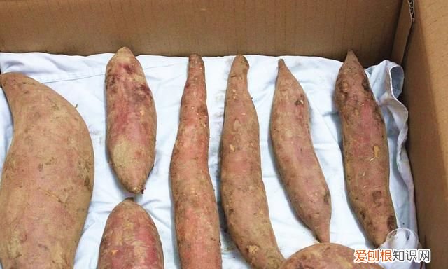 老农讲红薯的保存方法