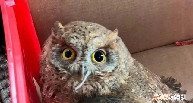 “警察叔叔，你们可以帮帮它吗。”暖心！小女孩在路边发现受伤的猫头鹰，上饶广信区警方及时救助