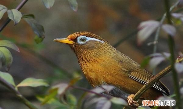 贵州鸟友俱乐部,鸟友之家贵州