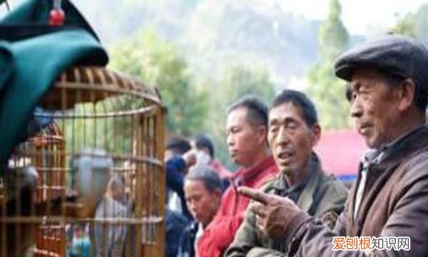 贵州鸟友俱乐部,鸟友之家贵州