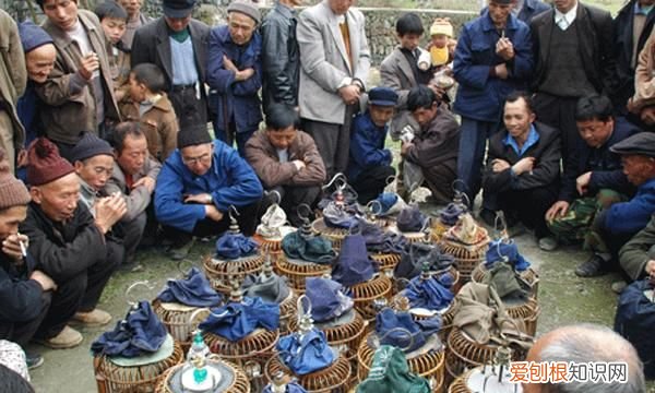 贵州鸟友俱乐部,鸟友之家贵州