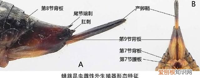 关于抓知了的事儿
