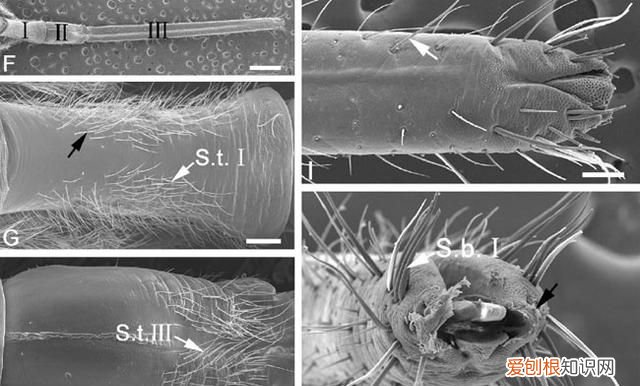 关于抓知了的事儿