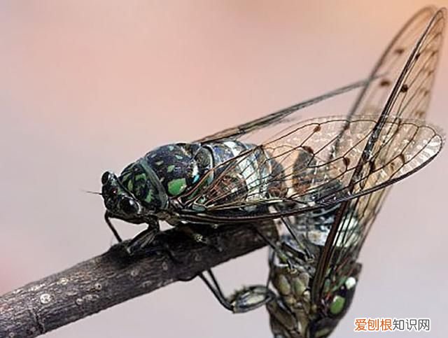 关于抓知了的事儿